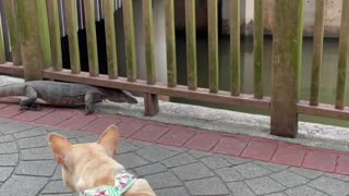 Monitor lizard encounter