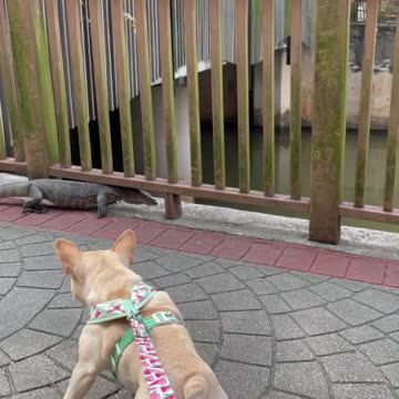 Monitor lizard encounter