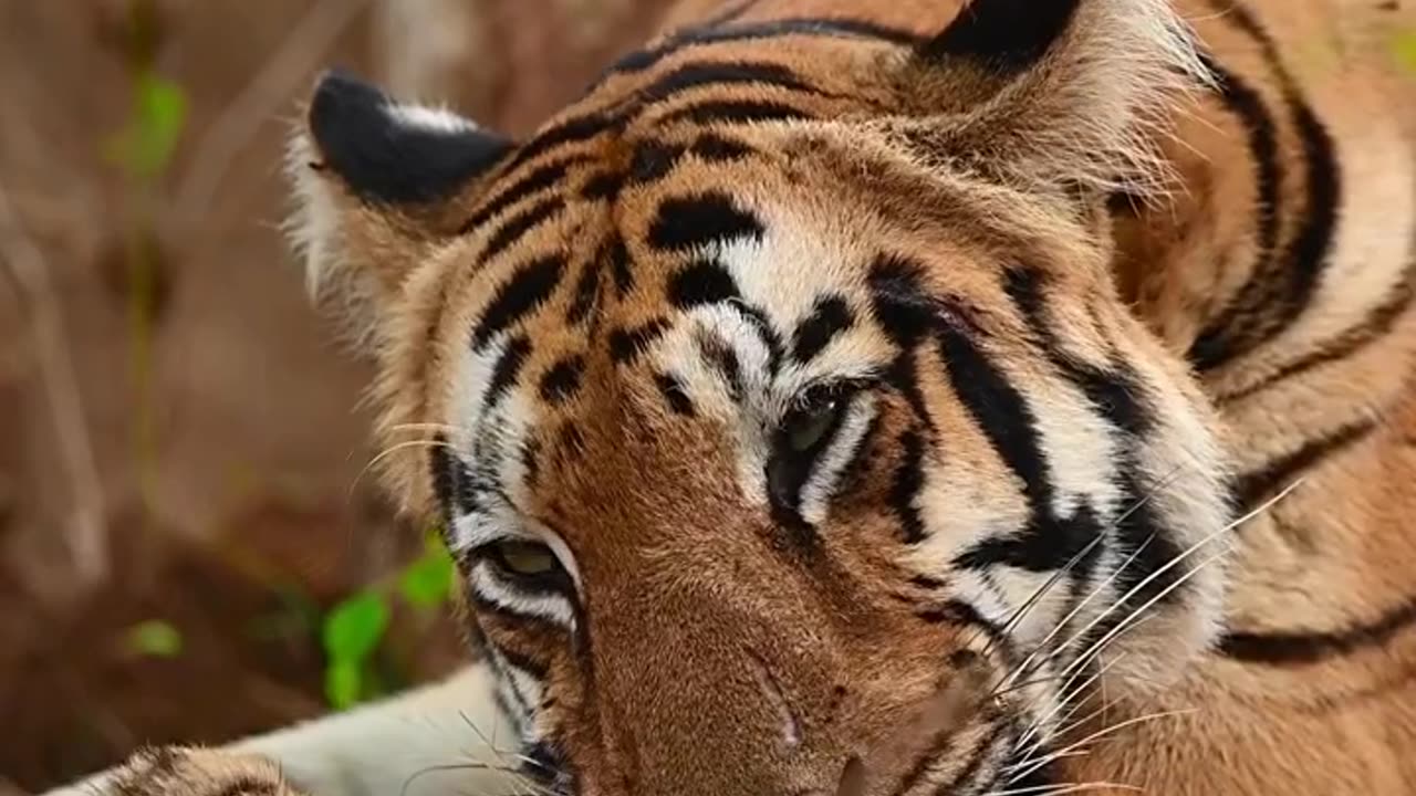 --Attitude Tiger Status Video_--Wild Life Animals _shorts _status_viral