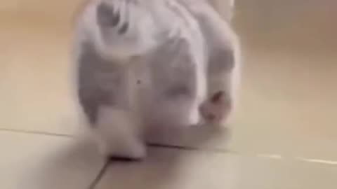 Cute cat