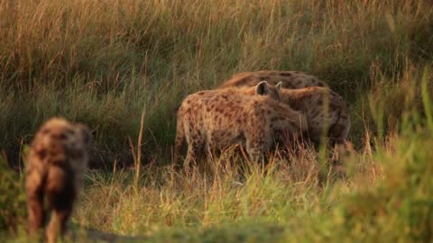 Why Are There No Hyenas In North America?-6