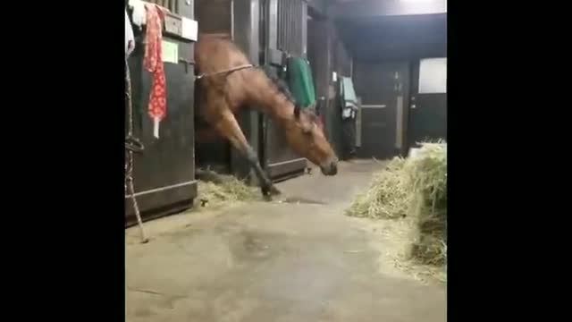 Funny and Cute Horses That Will Change Your Mood For Good