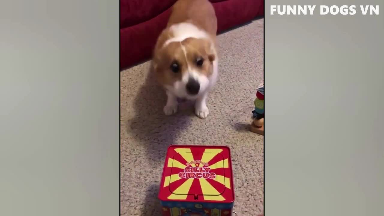 Funniest Animal video.
