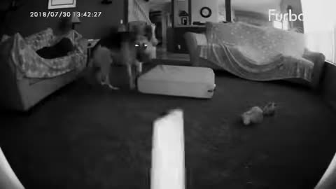 Naughty German Shepherd | Furbo Dog Camera