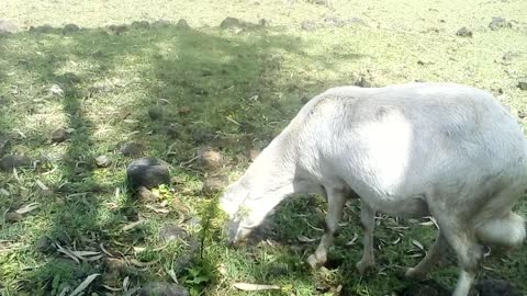 sheep on the filed