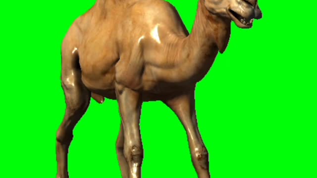 Camel walk // green screen camel walk // walking camel green screen //camel //