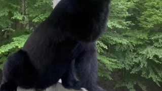 Two Bears Visit for Some Bird Seed