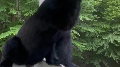 Two Bears Visit for Some Bird Seed