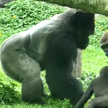 Funny Monkeys make me Happy