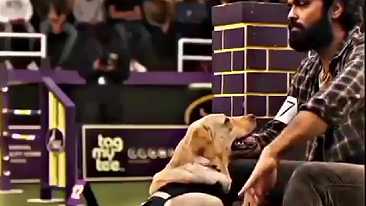 Dog and man have emotional love