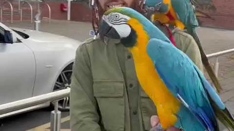 Parrots when talk with traffic police on the road