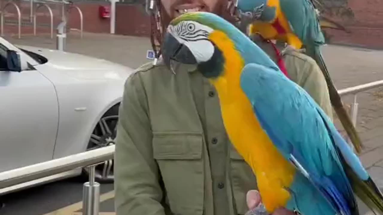 Parrots when talk with traffic police on the road