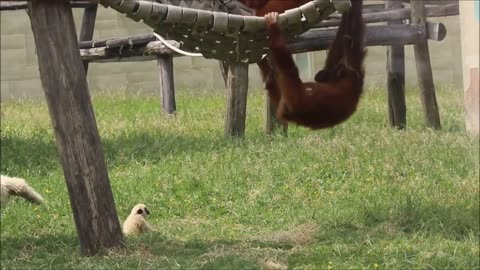 Cute Gibbons Playing & Climbing