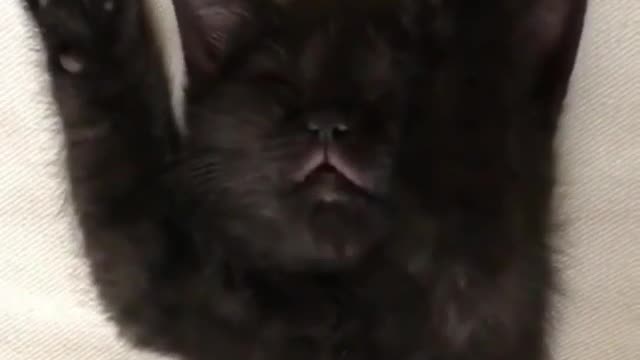 Kittens eat food in their dreams