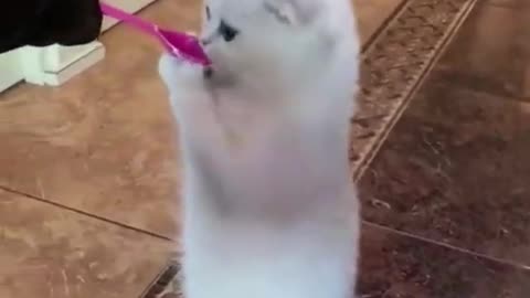 funny animals