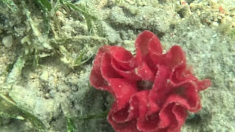 Dancing Beneath the Waves: Snorkeling with the Spanish Dancer Sea Slug