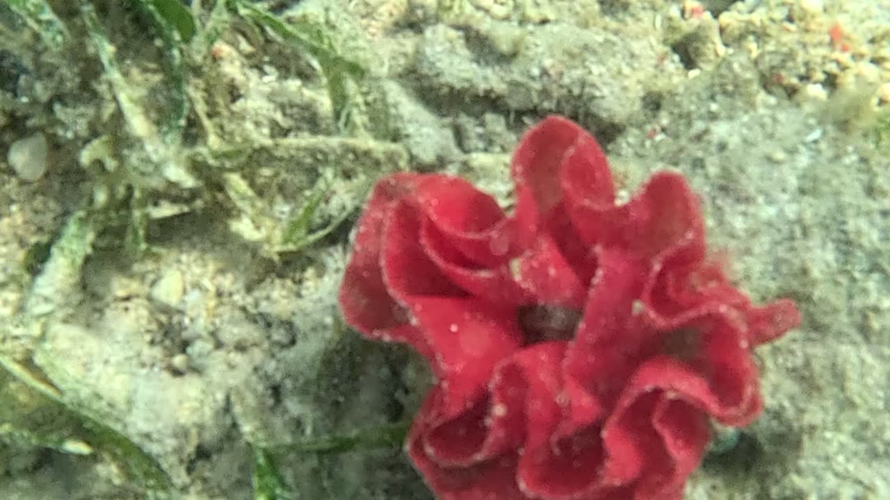 Dancing Beneath the Waves: Snorkeling with the Spanish Dancer Sea Slug