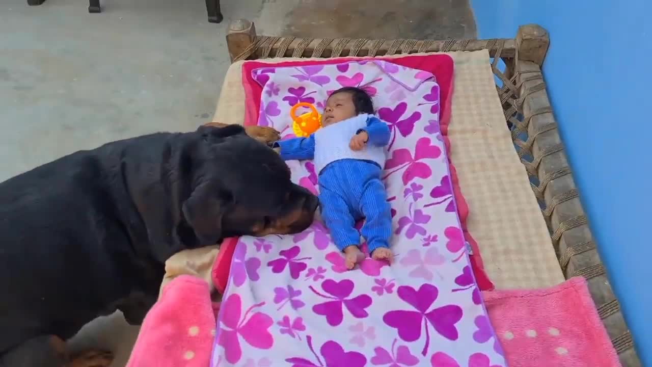 My dog wants baby back__funniest dog videos