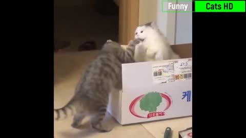 Really funny cats! 4