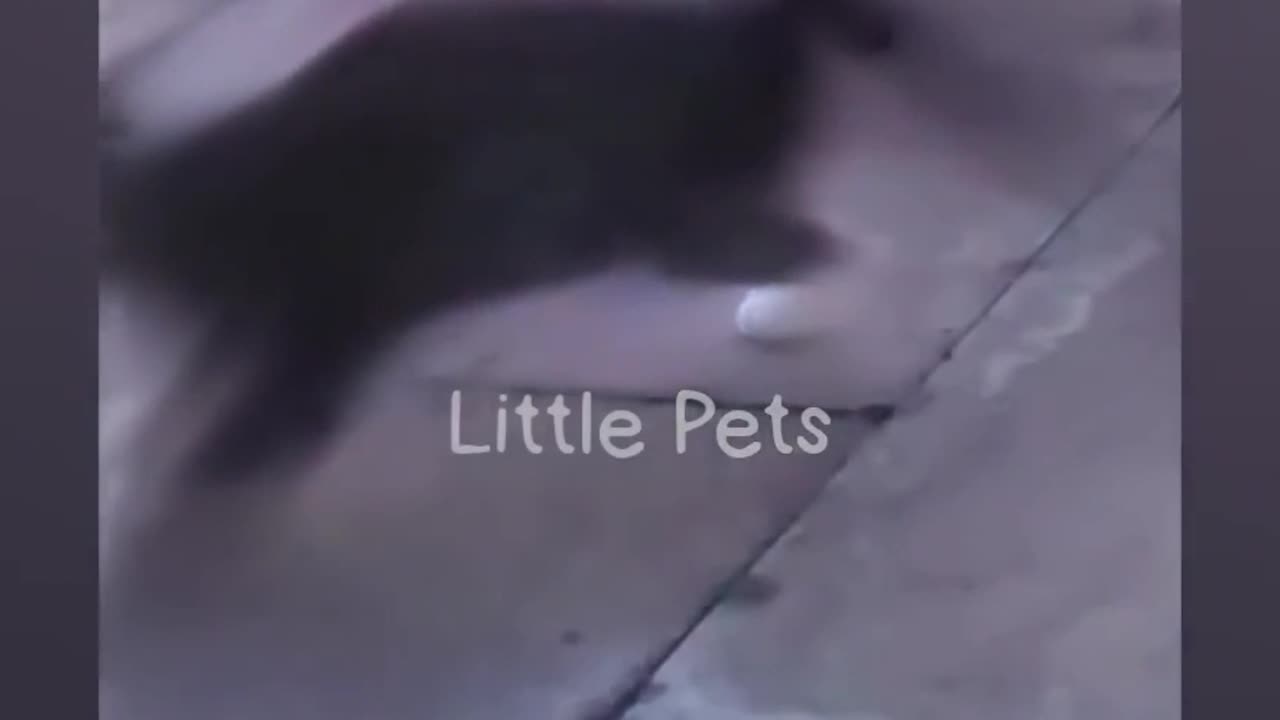 FUNNIEST ANIMALS 19