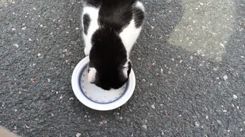 Top 27 Cats Free Stock Videos Footage