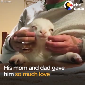 Goofy Lamb Loves Getting Into Trouble - FLICK | The Dodo