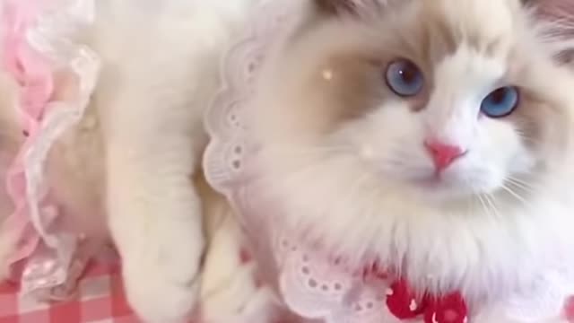 Aww cute cat videos funny❤️ Cat Cash Compilation chines💚Cat Meow #cat #shorts