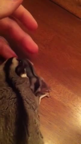 Sugar Glider taking care Baby glider.mp4