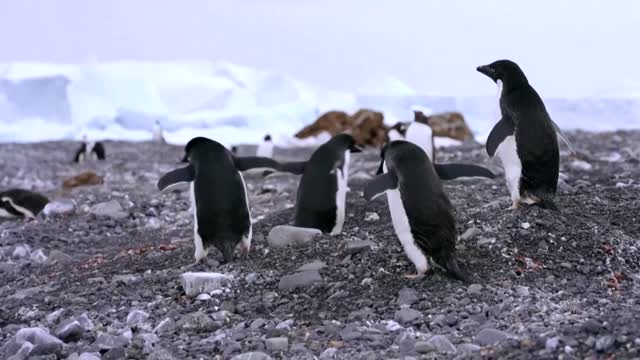 How krill fishery threatens Antarctic wildlife