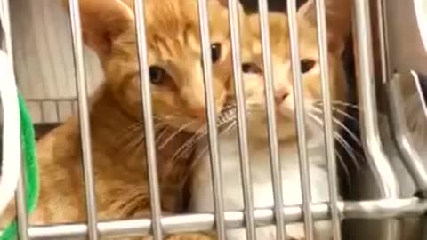 Cat and dog's Friendship
