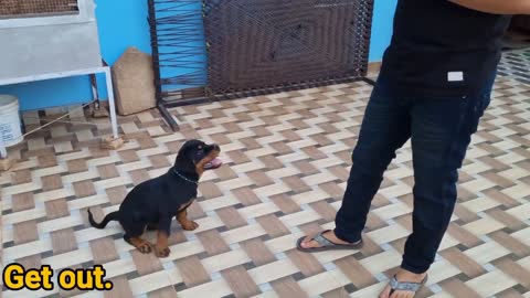 Dog training home