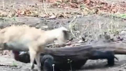 The sheep is too poor