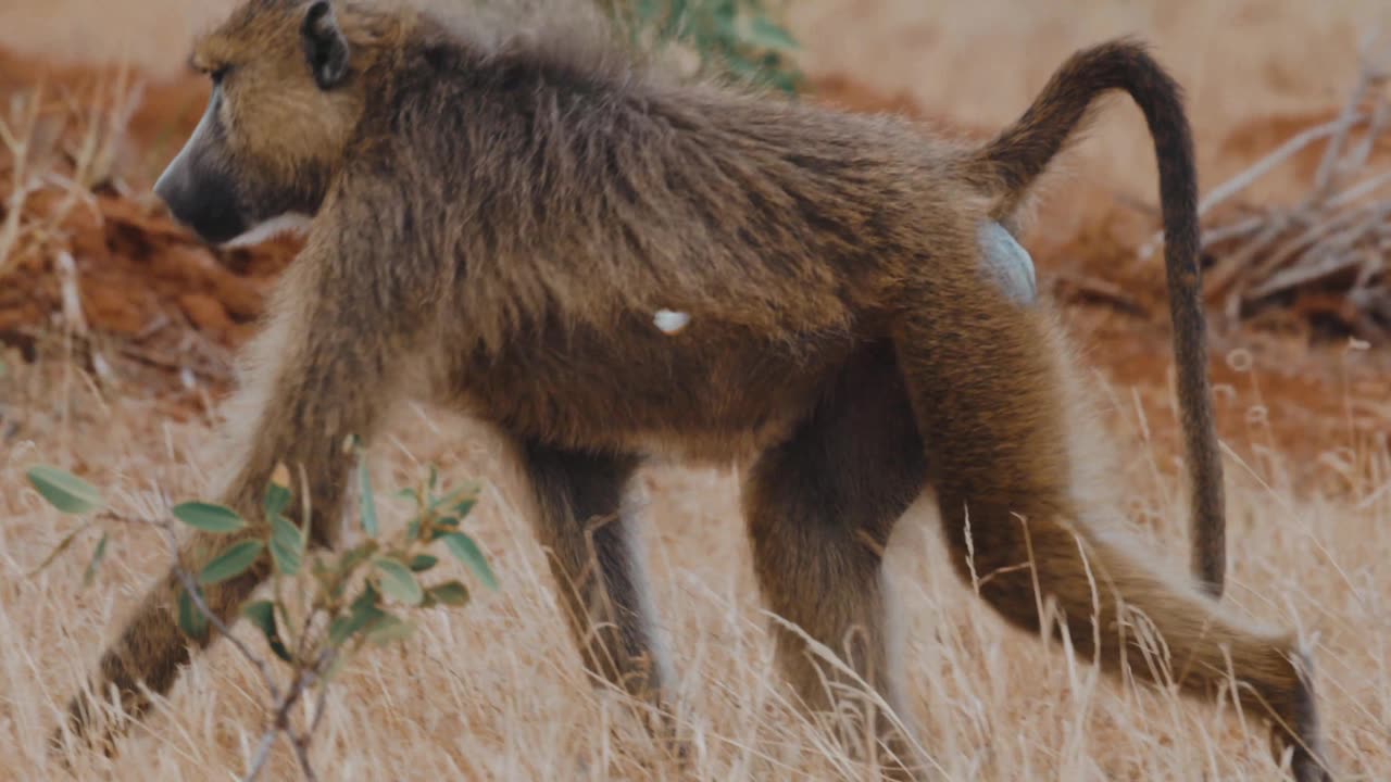 Monkey video
