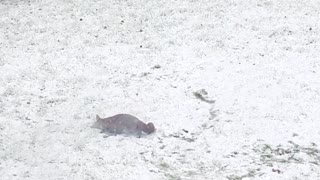 Fox Plays in the Snow