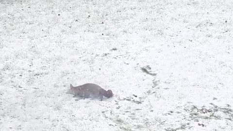 Fox Plays in the Snow