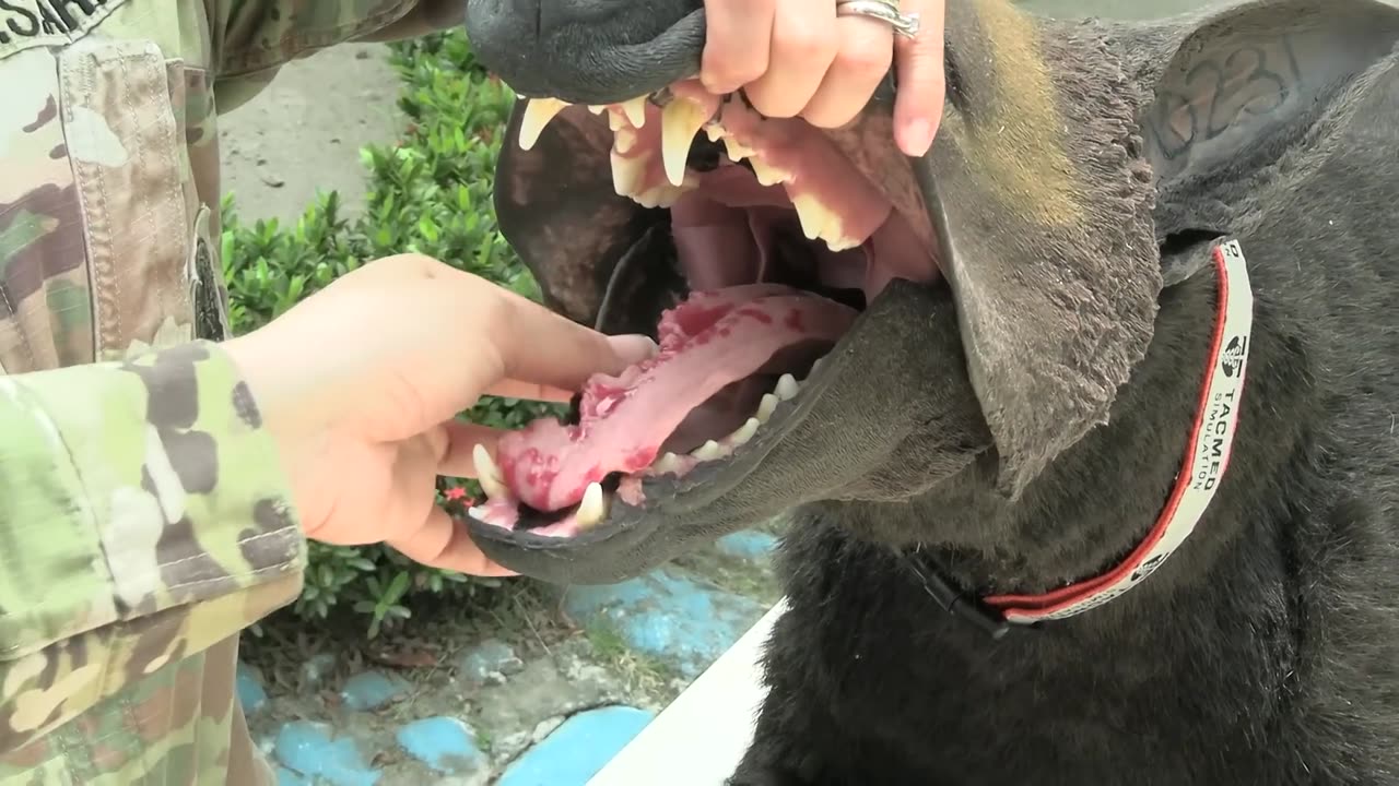 Amazing Dogs Training in U.S. and Philippine Military's camp.