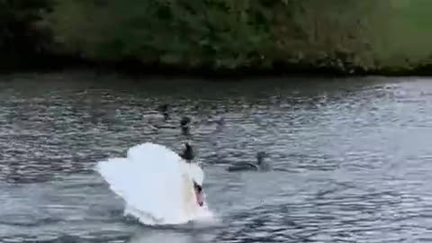 It's a big swan