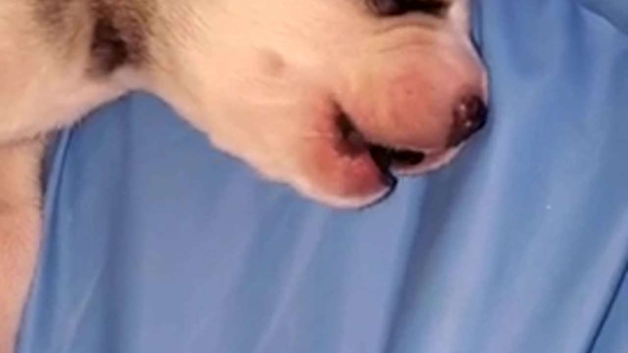 Newborn husky's first ever howling session will melt your heart