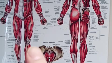 Muscles are about more than just protein!