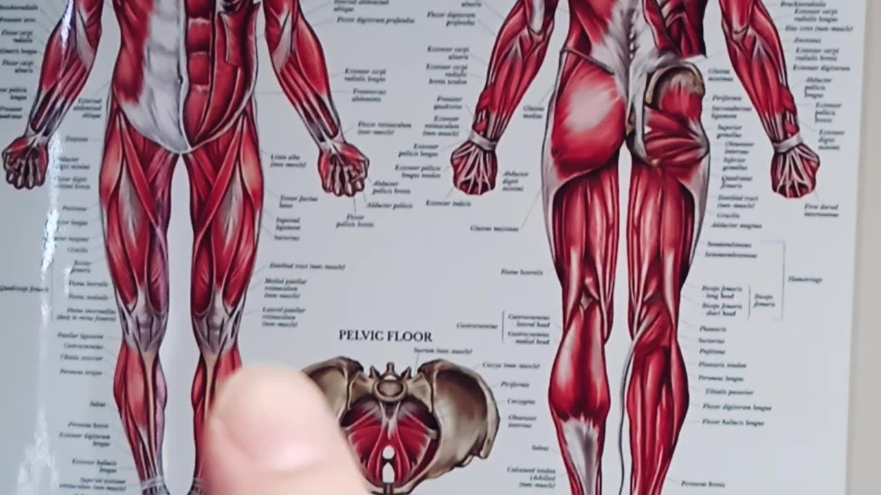 Muscles are about more than just protein!