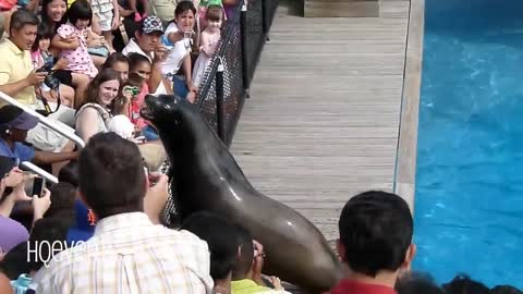 cute seal water show