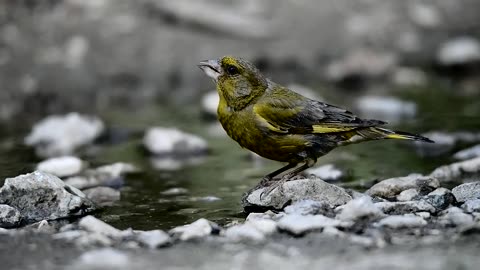 Observe gorgeous birds feasting and eating.