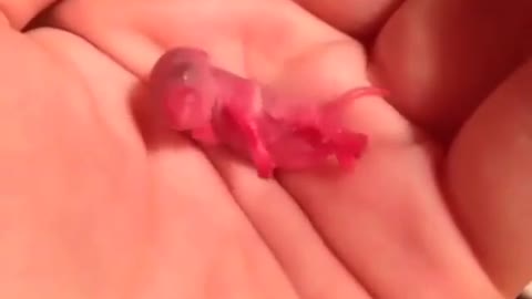 A newborn mouse