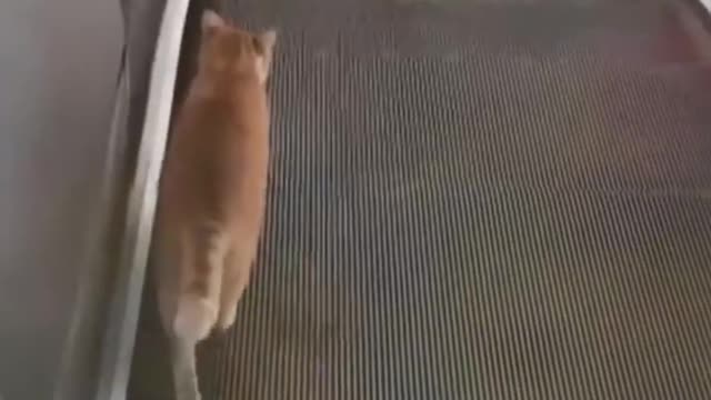 Funny animals# Funny cats / dogs Funny animal videos 2023