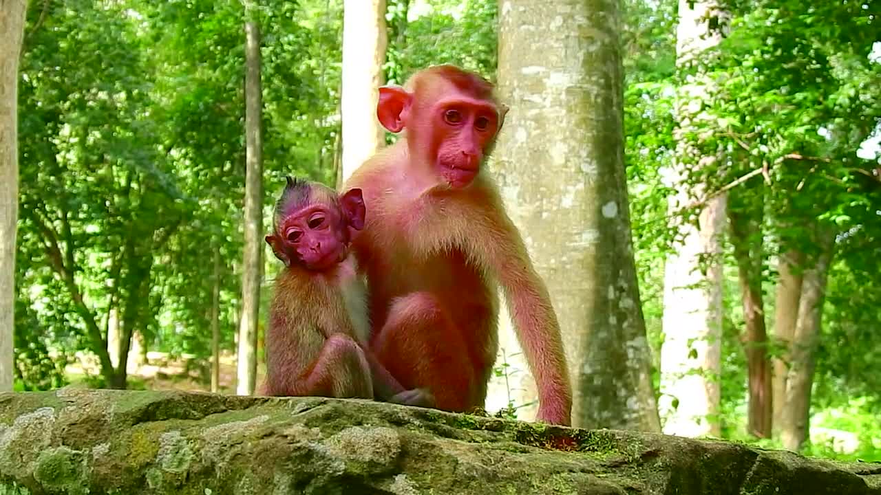 The puppy's affection with its mother. Monkeys in the Savannah.