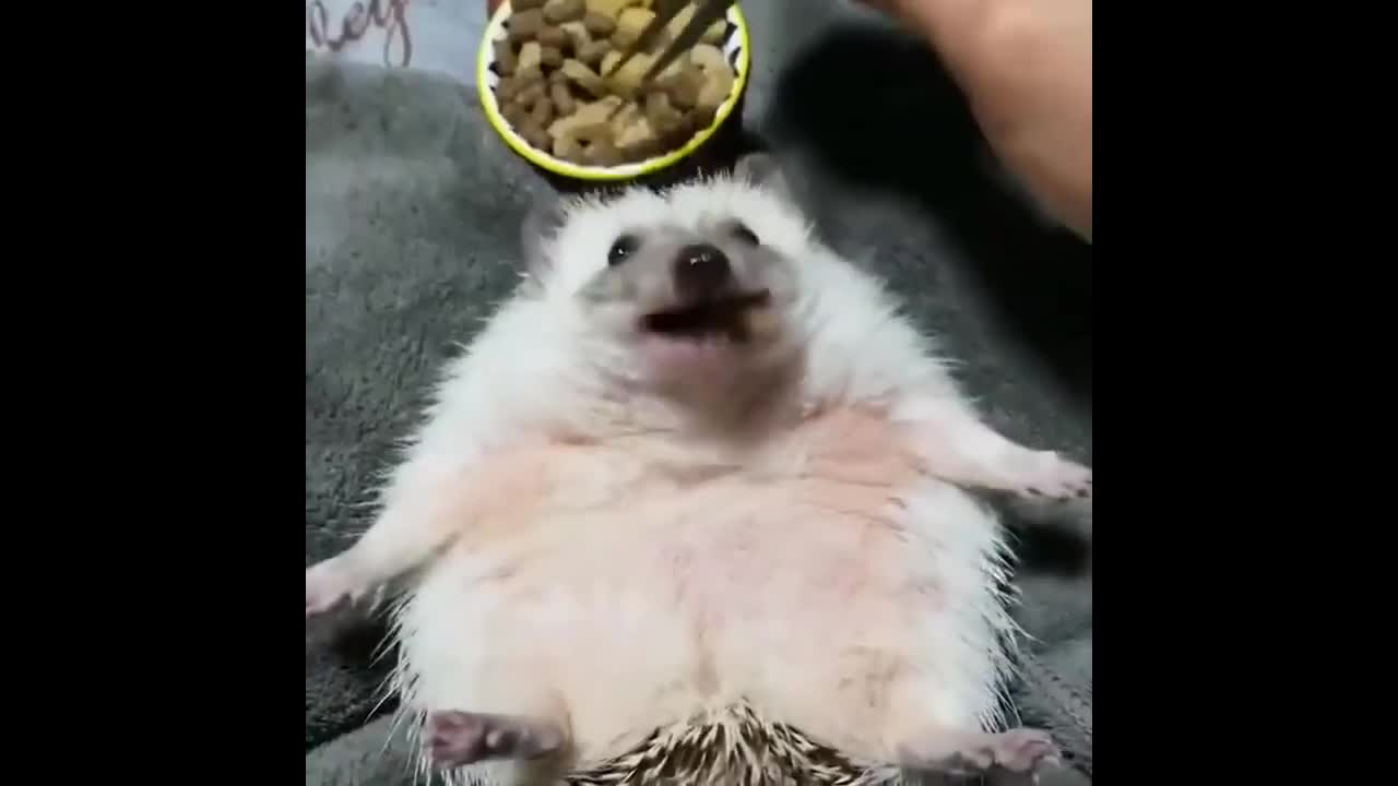 Top 5 Hedgehogs