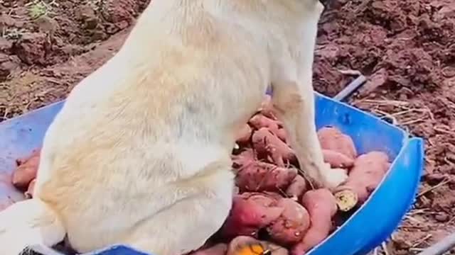 His dog goes everywhere with him.