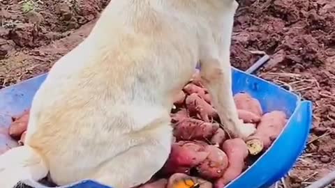 His dog goes everywhere with him.