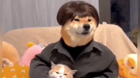 Dogs