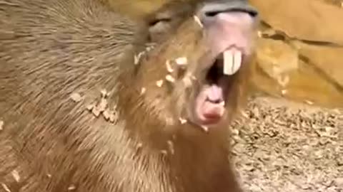 Getting my voice ready for Super Bowl 😂🤣😂